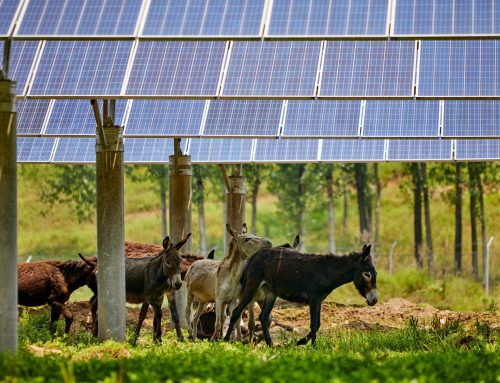 Parques fotovoltaicos: revitalizan la economía con energía solar