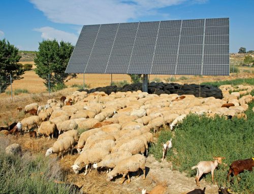 Así convive la agricultura y ganadería sostenible con la energía fotovoltaica