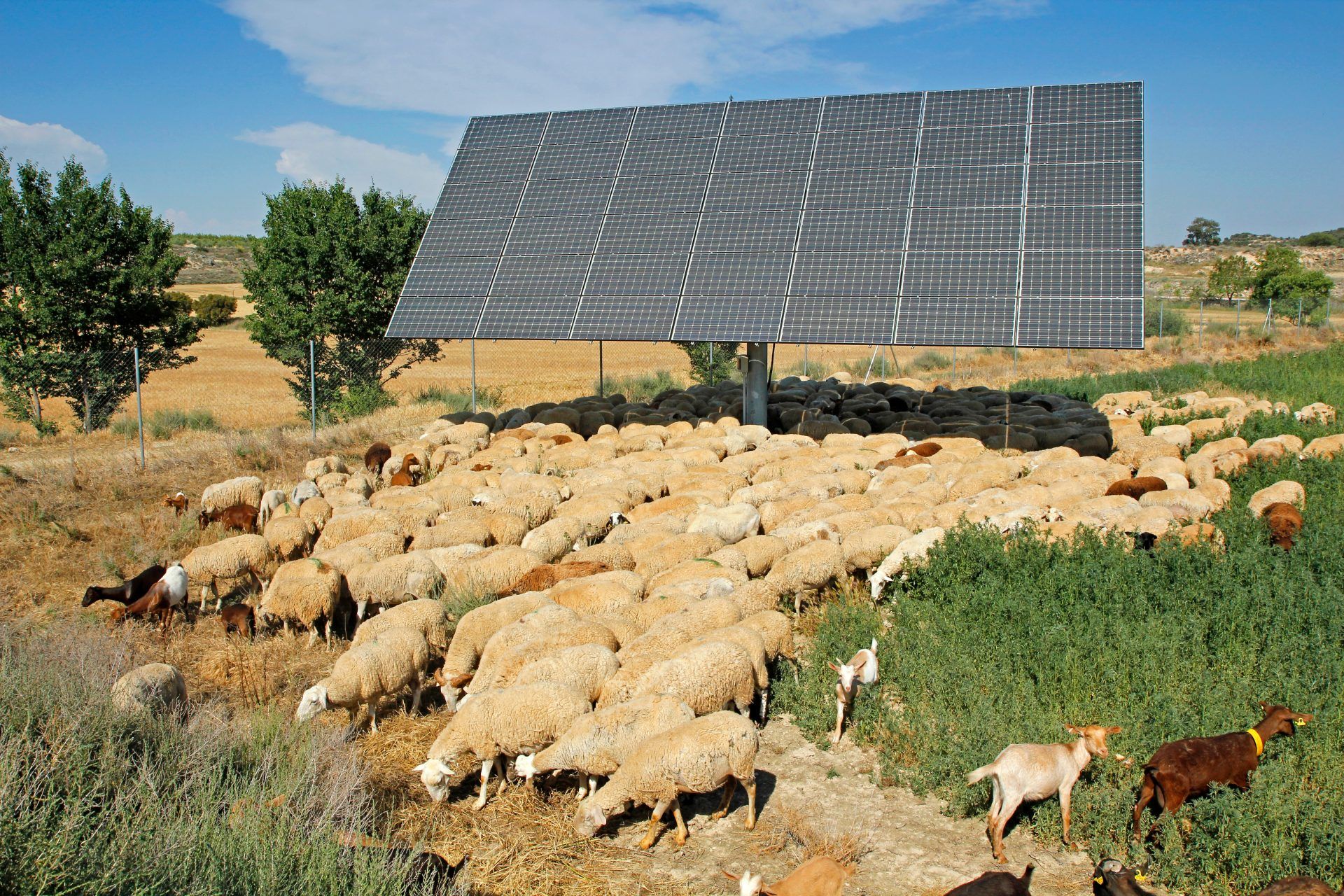 agricultura y ganadería sostenible con la energía fotovoltaica